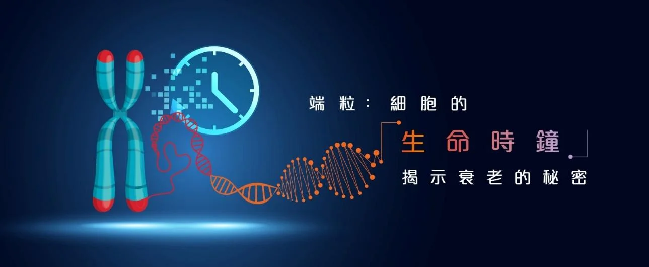 端粒:細胞的生命時鐘