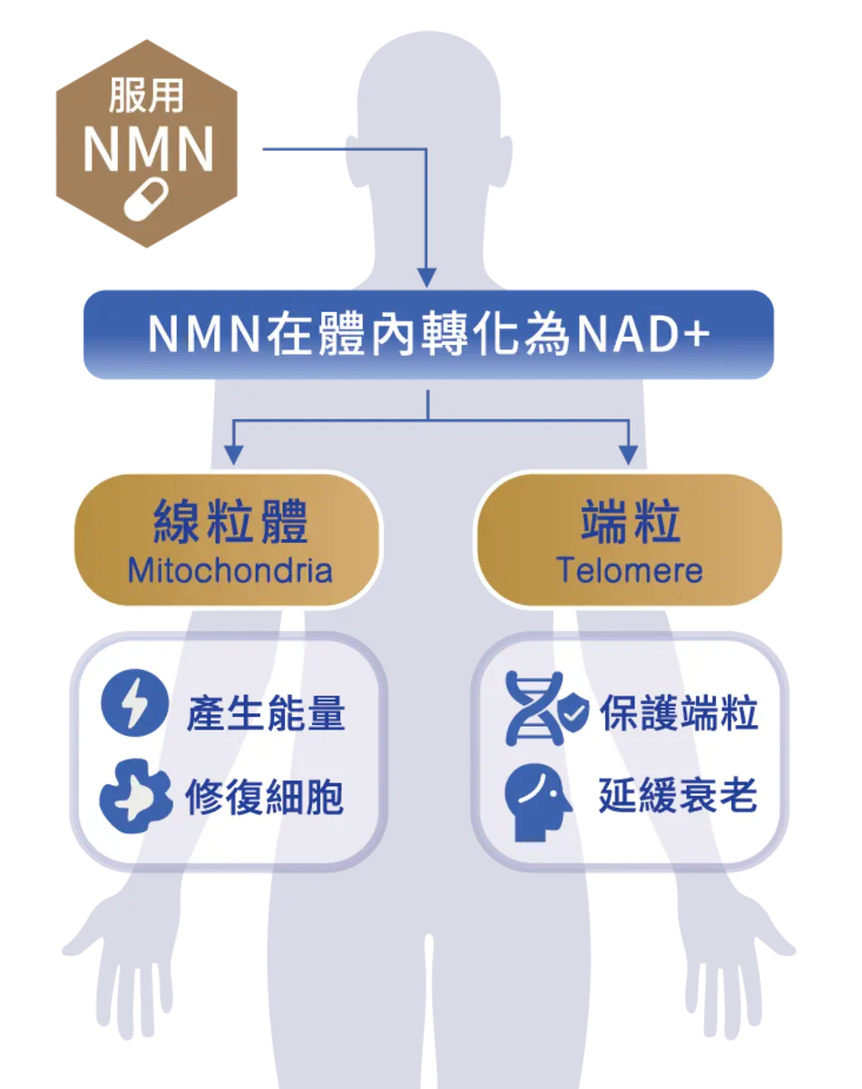 NMN 在體內轉化為 NAD+